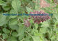 Порошка травы Сальвя Милтиоррхиза Даньшен красный цвет 568-72-9 китайского оранжевый поставщик